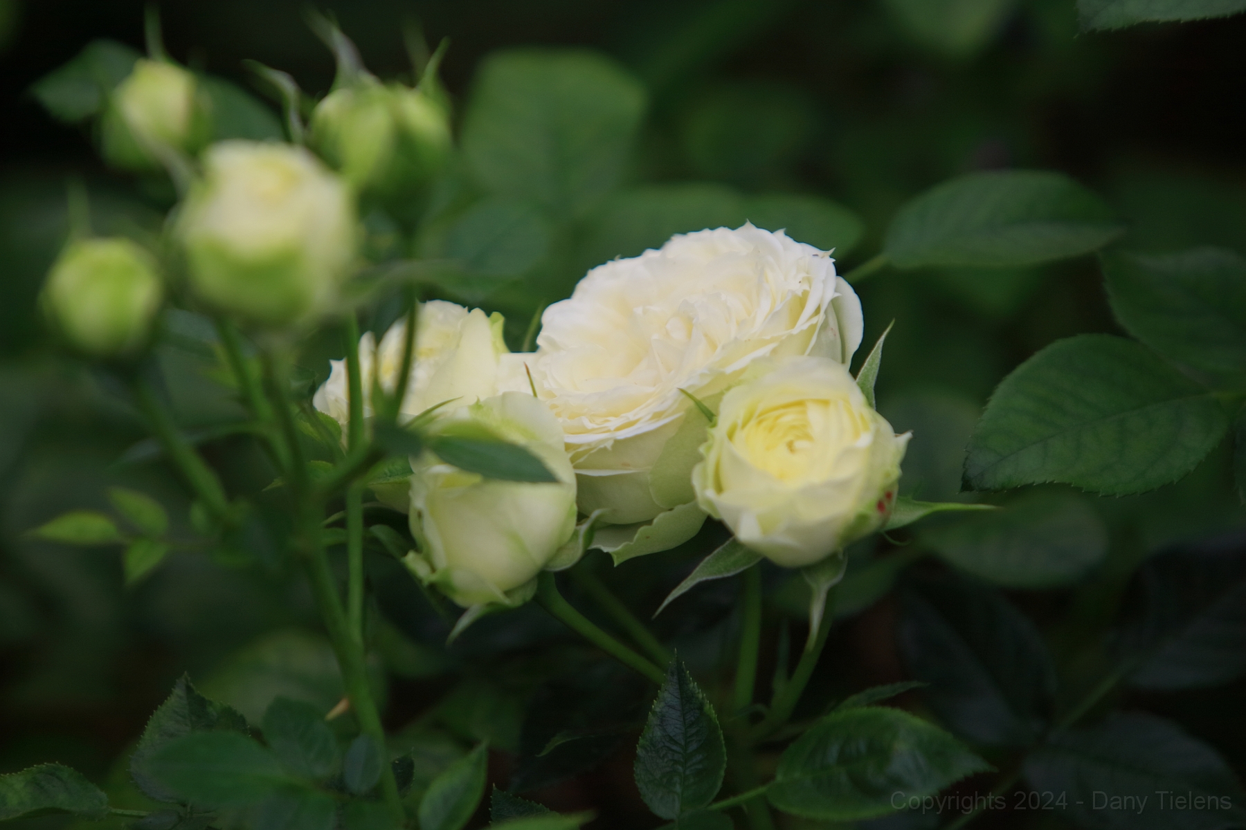 Rosa - 'Lemon Rokoko' 2018 - 01.JPG